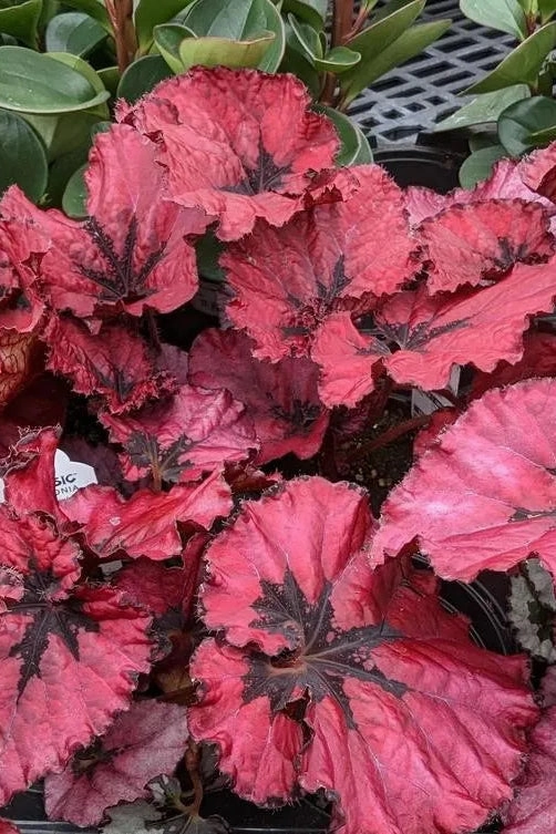Begonia rex-cultorum (assorted) 4.5"