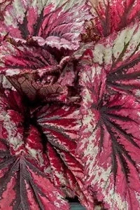 Begonia rex-cultorum (assorted) 4.5"