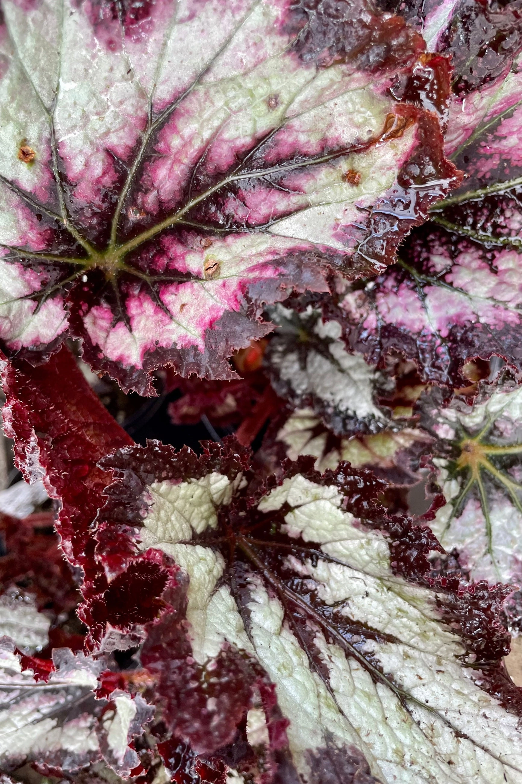 Begonia rex-cultorum (assorted) 4.5"