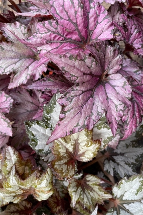 Begonia rex-cultorum (assorted) 4.5" decorative flowerpot  
