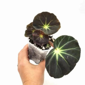 Begonia subacida large flower pot  