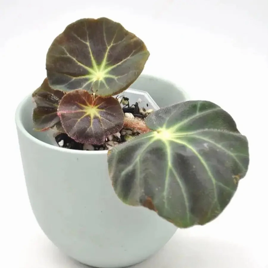 Begonia subacida