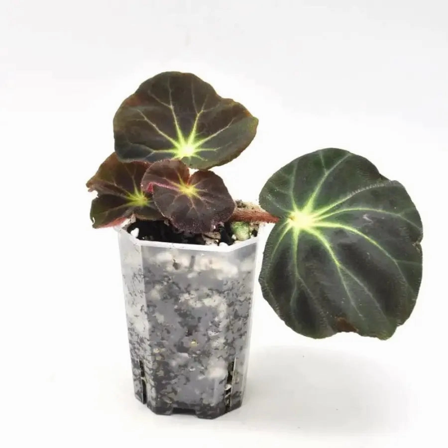 Begonia subacida