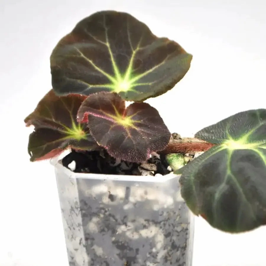 Begonia subacida
