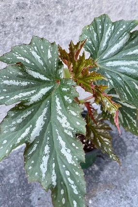 Begonia x 'Lana' 4" medium flower pot  