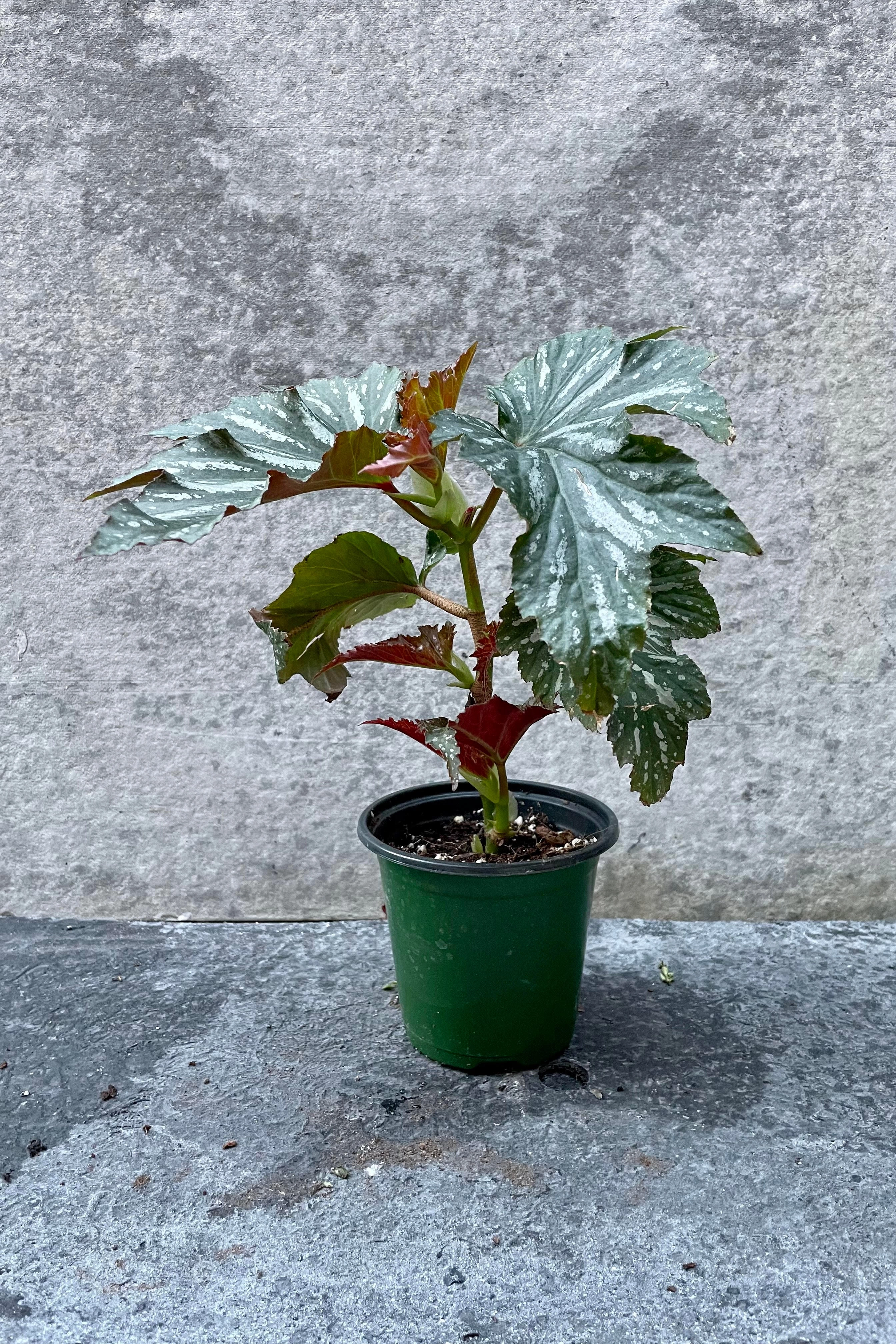 Begonia x 'Lana' 4"
