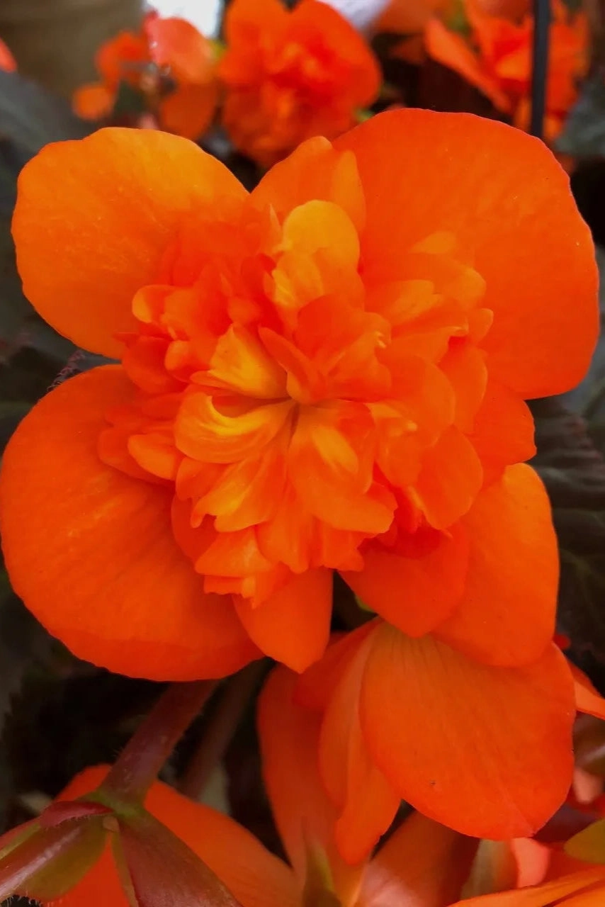 Begonia x tuberhybrida 'I'conia' (assorted) 4.5"