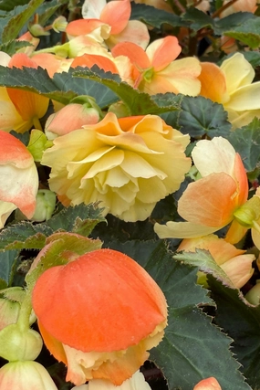 Begonia x tuberhybrida 'I'conia' (assorted) 4.5" decorative flowerpot  