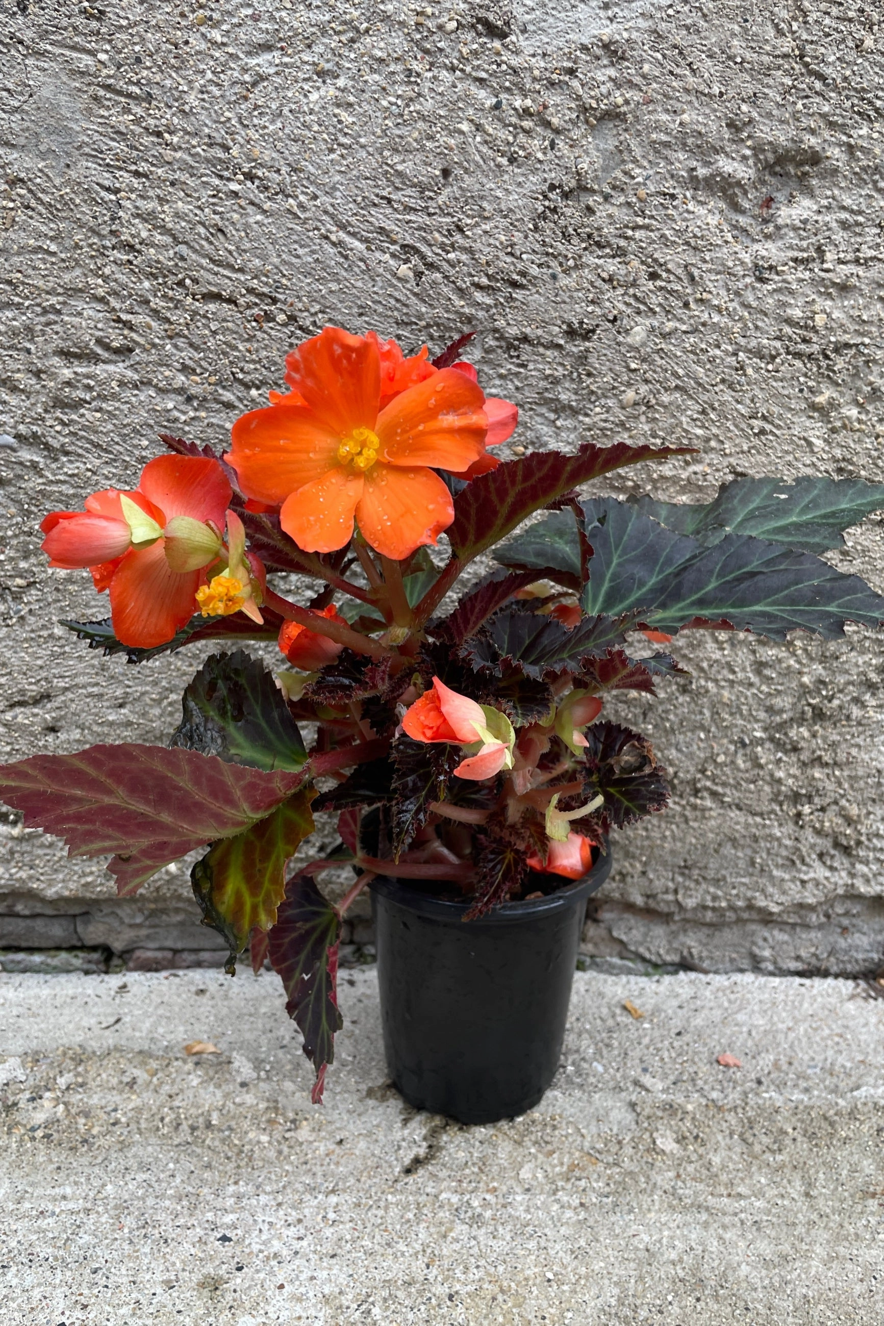 Begonia x tuberhybrida 'I'conia' (assorted) 4.5"
