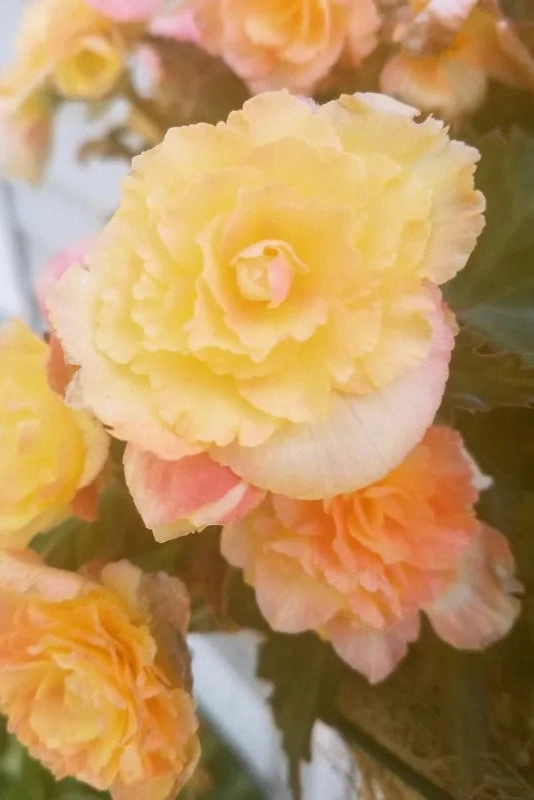 Begonia x tuberhybrida 'I'conia' (assorted) 4.5"