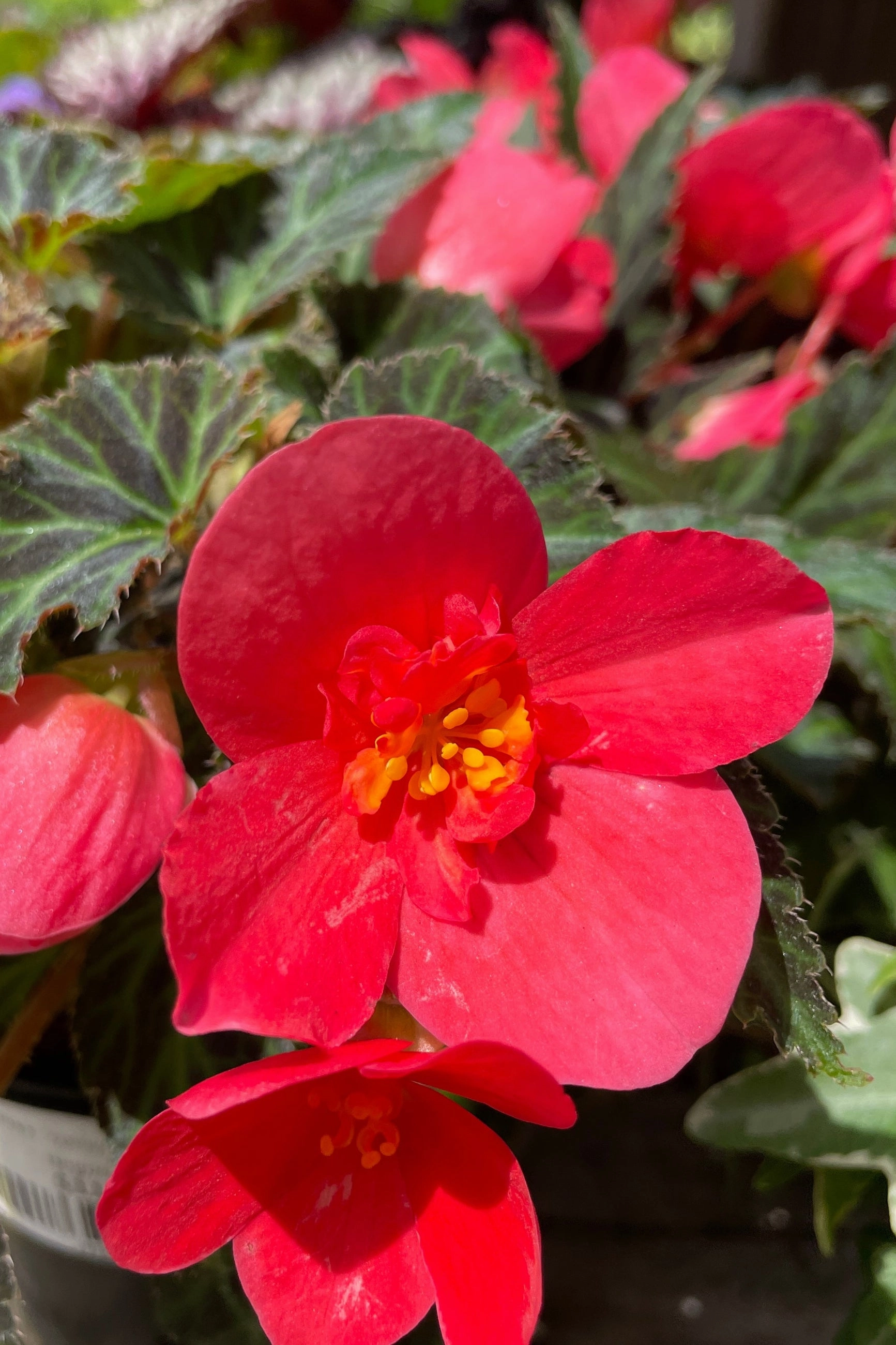 Begonia x tuberhybrida 'I'conia' (assorted) 4.5"