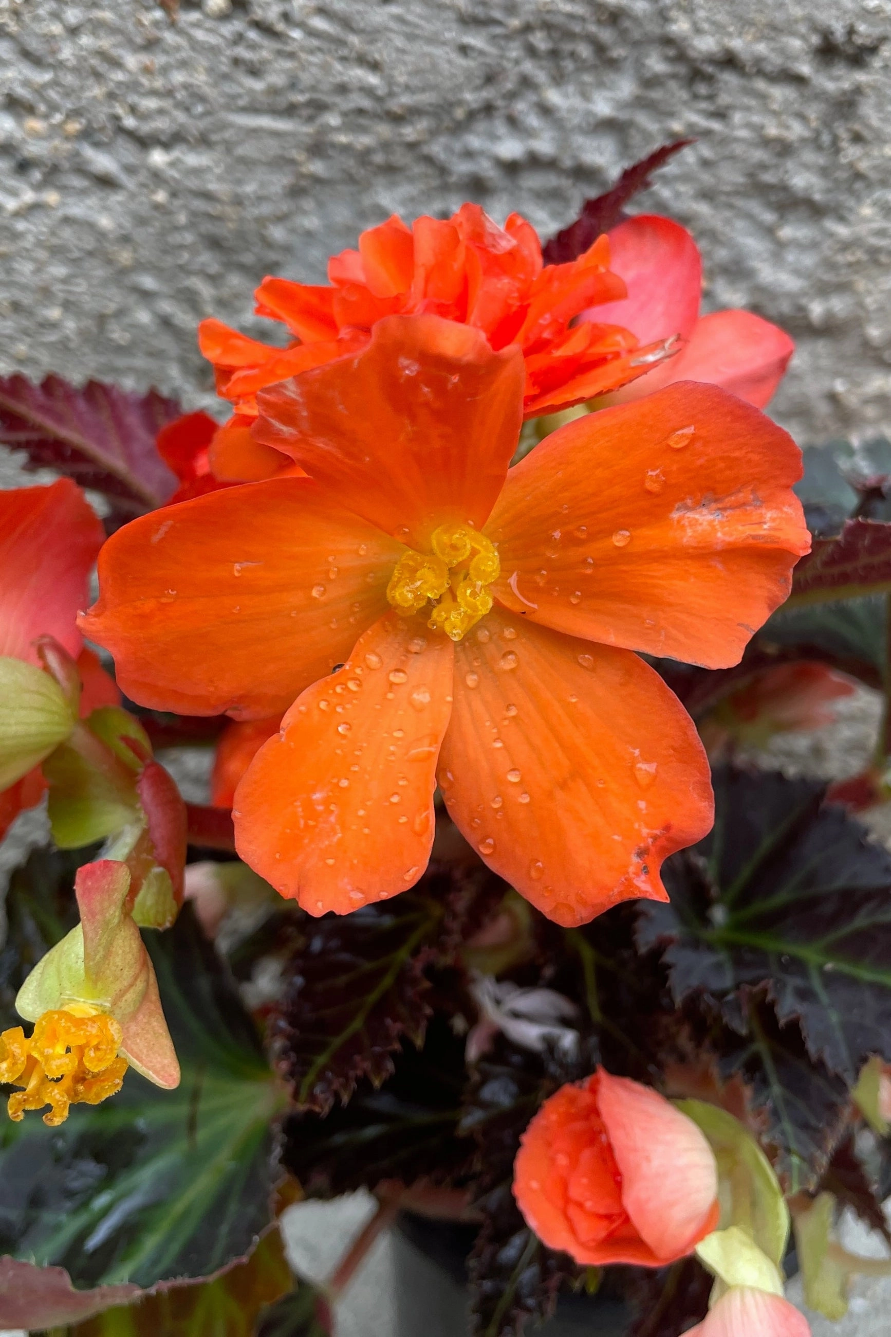 Begonia x tuberhybrida 'I'conia' (assorted) 4.5"