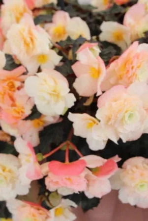 Begonia x tuberhybrida 'I'conia' (assorted) 4.5"