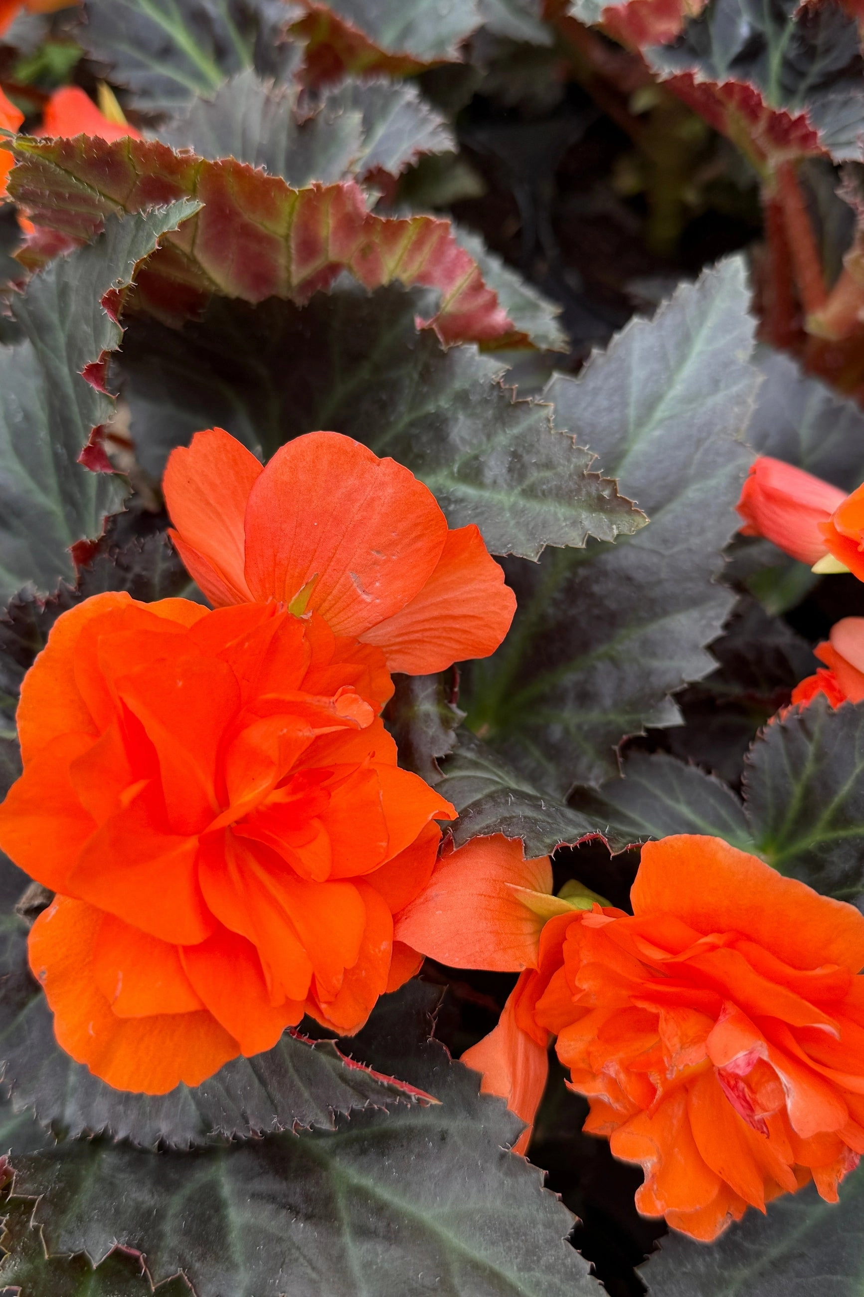 Begonia x tuberhybrida 'I'conia' (assorted) 4.5"