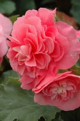Begonia x tuberhybrida 'Non Stop' (assorted) 4.5"