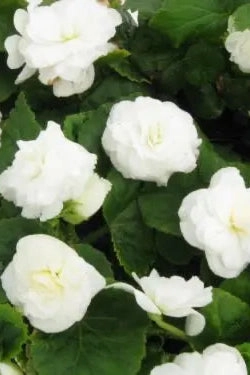 Begonia x tuberhybrida 'Non Stop' (assorted) 4.5"