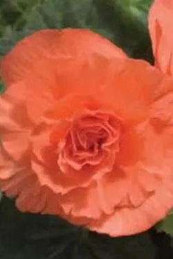 Begonia x tuberhybrida 'Non Stop' (assorted) 4.5"
