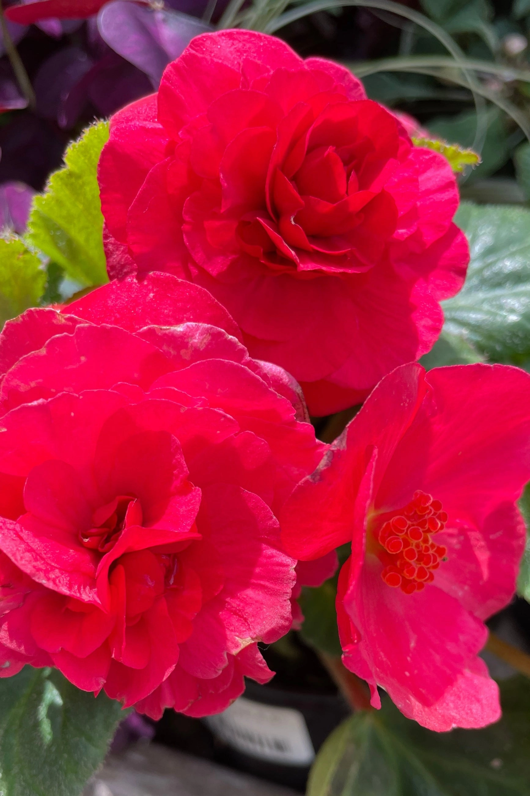 Begonia x tuberhybrida 'Non Stop' (assorted) 4.5"