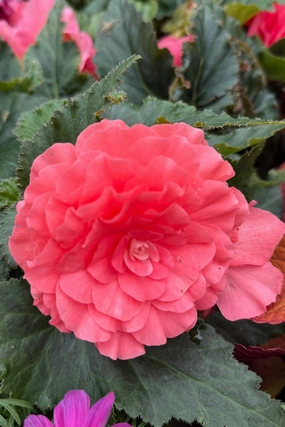 Begonia x tuberhybrida 'Non Stop' (assorted) 4.5" decorative flowerpot  