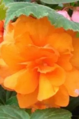 Begonia x tuberhybrida 'Non Stop' (assorted) 4.5"