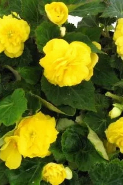 Begonia x tuberhybrida 'Non Stop' (assorted) 4.5"