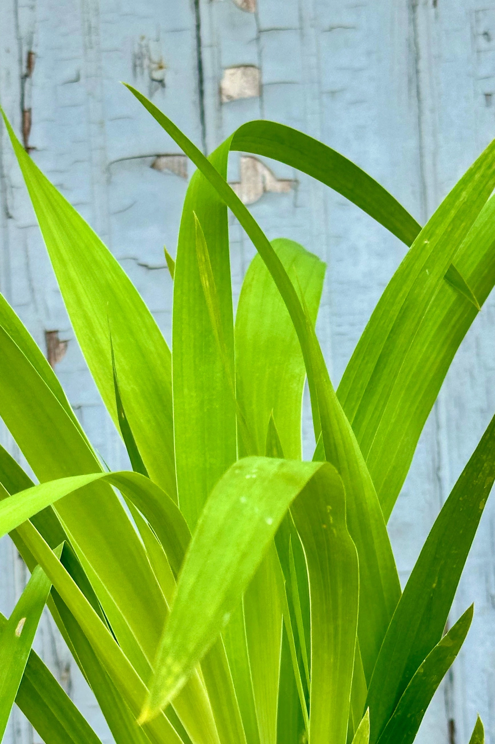 Belamcanda chinensis 1Qt