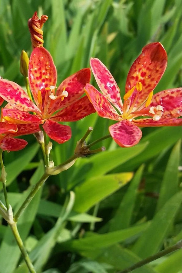 Belamcanda chinensis 1Qt
