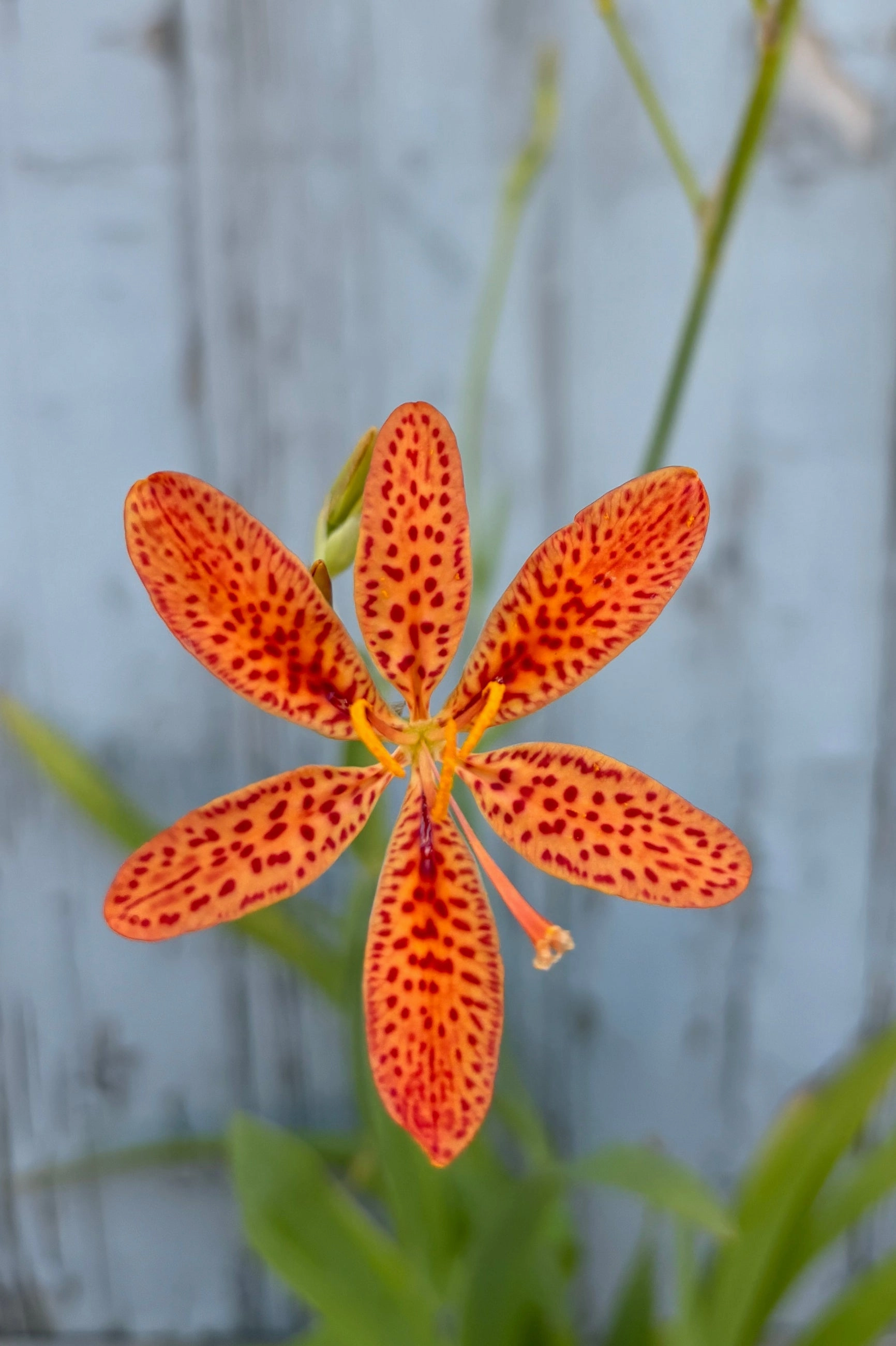 Belamcanda chinensis 1Qt decorative flowerpot  