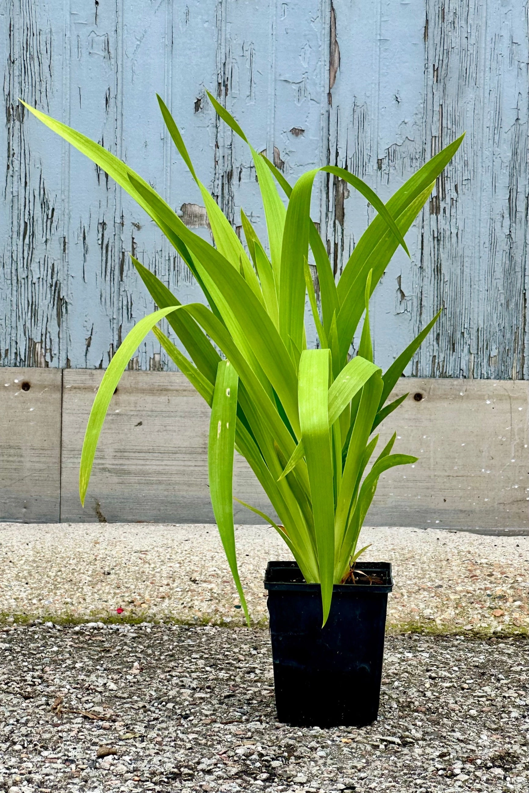 Belamcanda chinensis 1Qt