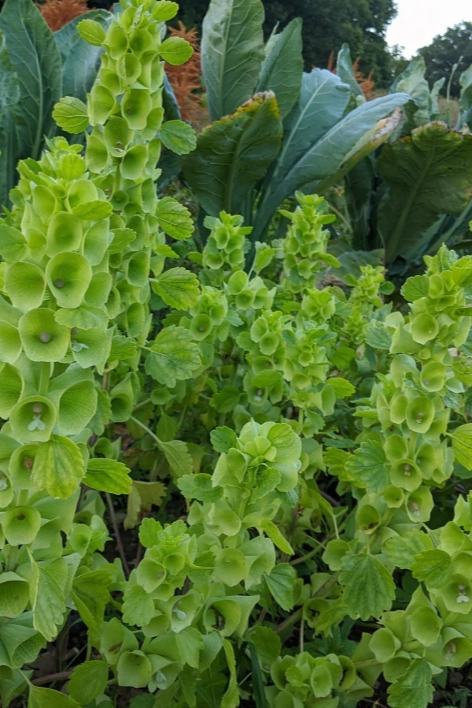 Bells of Ireland Art Pack Seeds