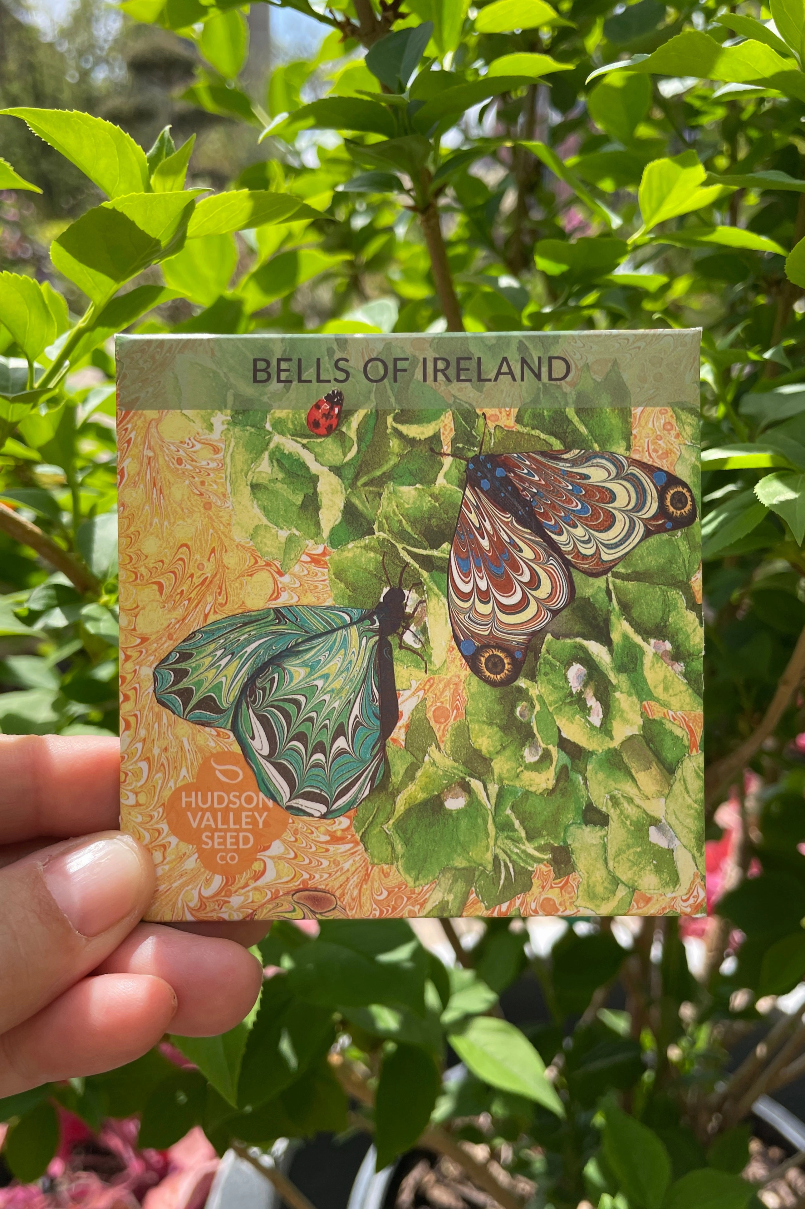 Bells of Ireland Art Pack Seeds