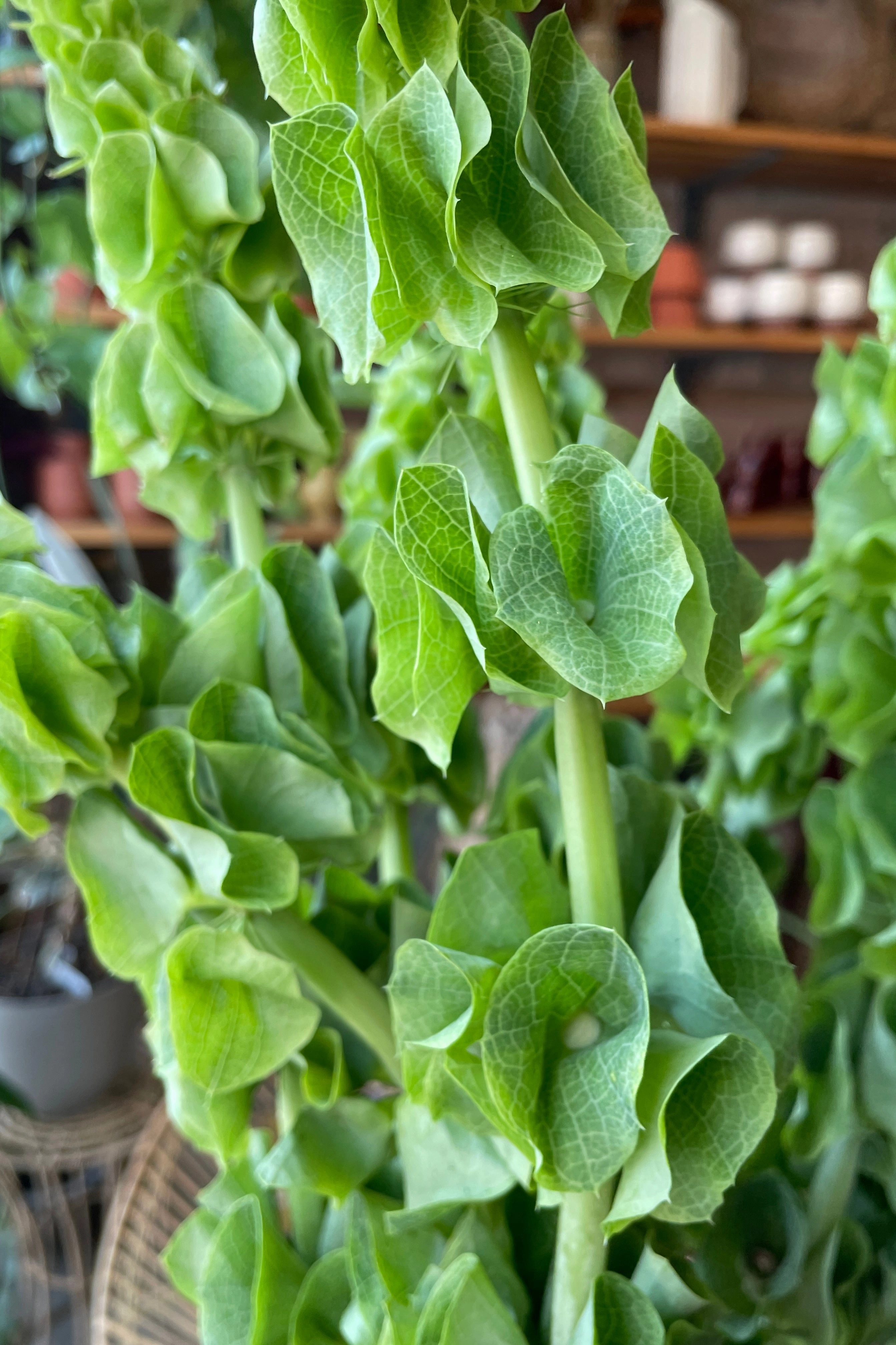 Bells of Ireland Art Pack Seeds