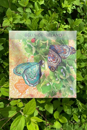 Bells of Ireland Art Pack Seeds decorative flowerpot  