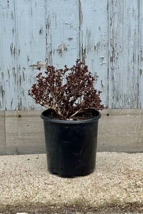 Berberis thunbergii 'Concorde' #2 decorative flowerpot  