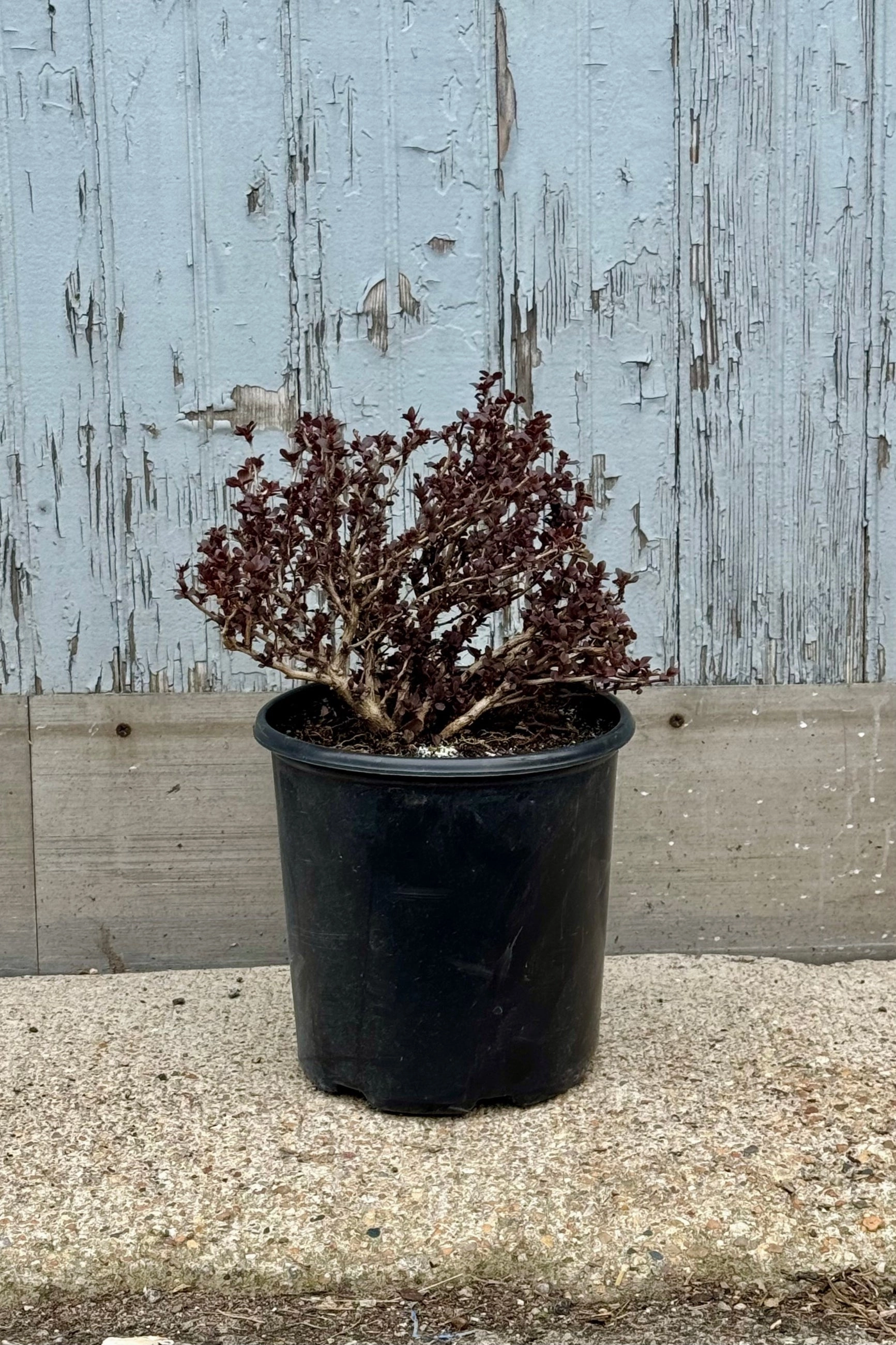 Berberis thunbergii 'Concorde' #2 decorative flowerpot  