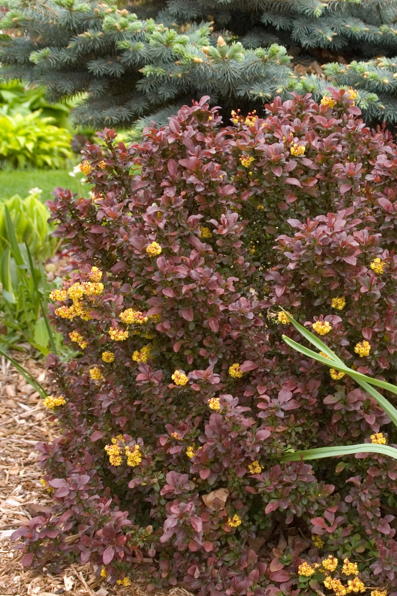 Berberis thunbergii 'Concorde' #2