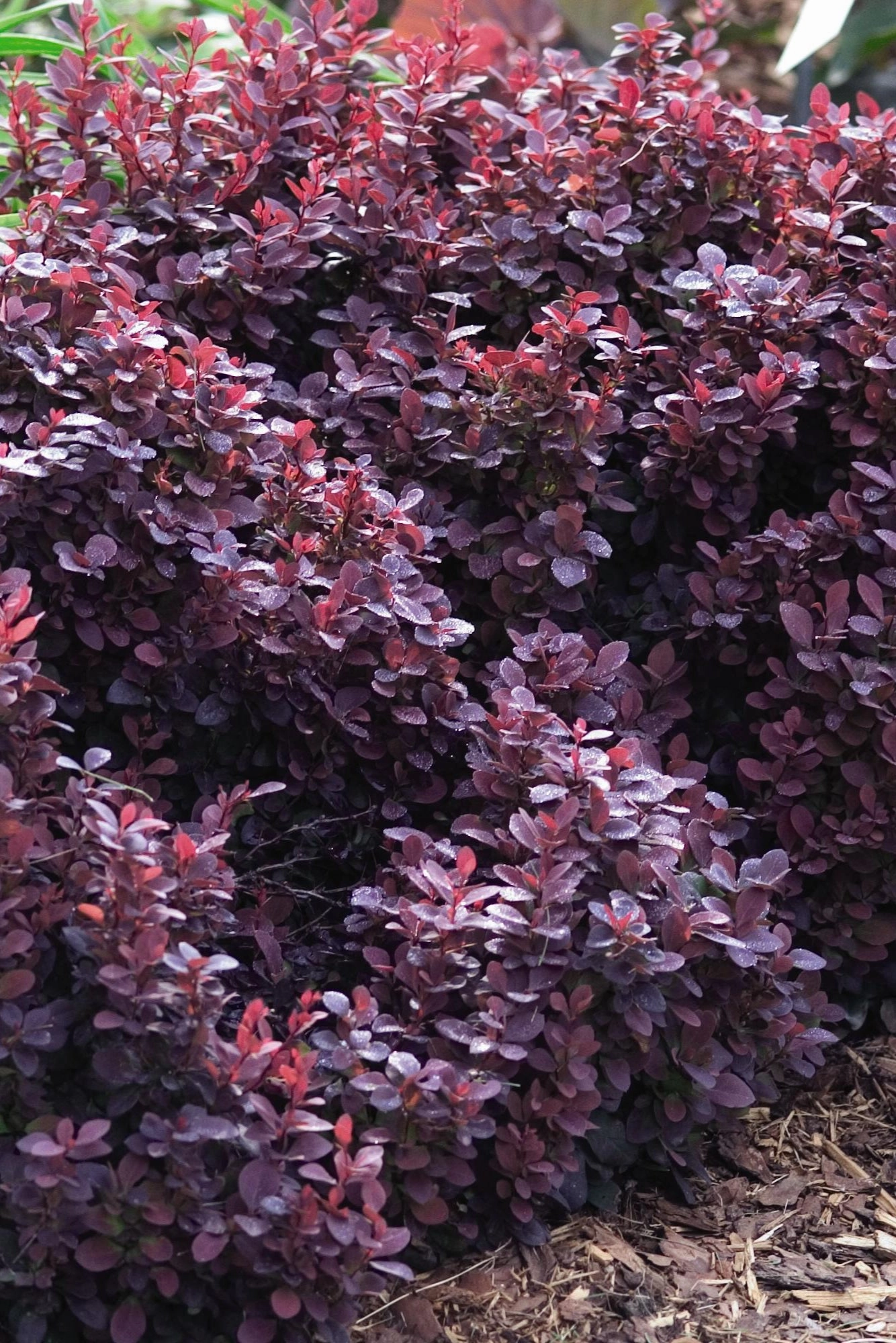 Berberis thunbergii 'Concorde' #2