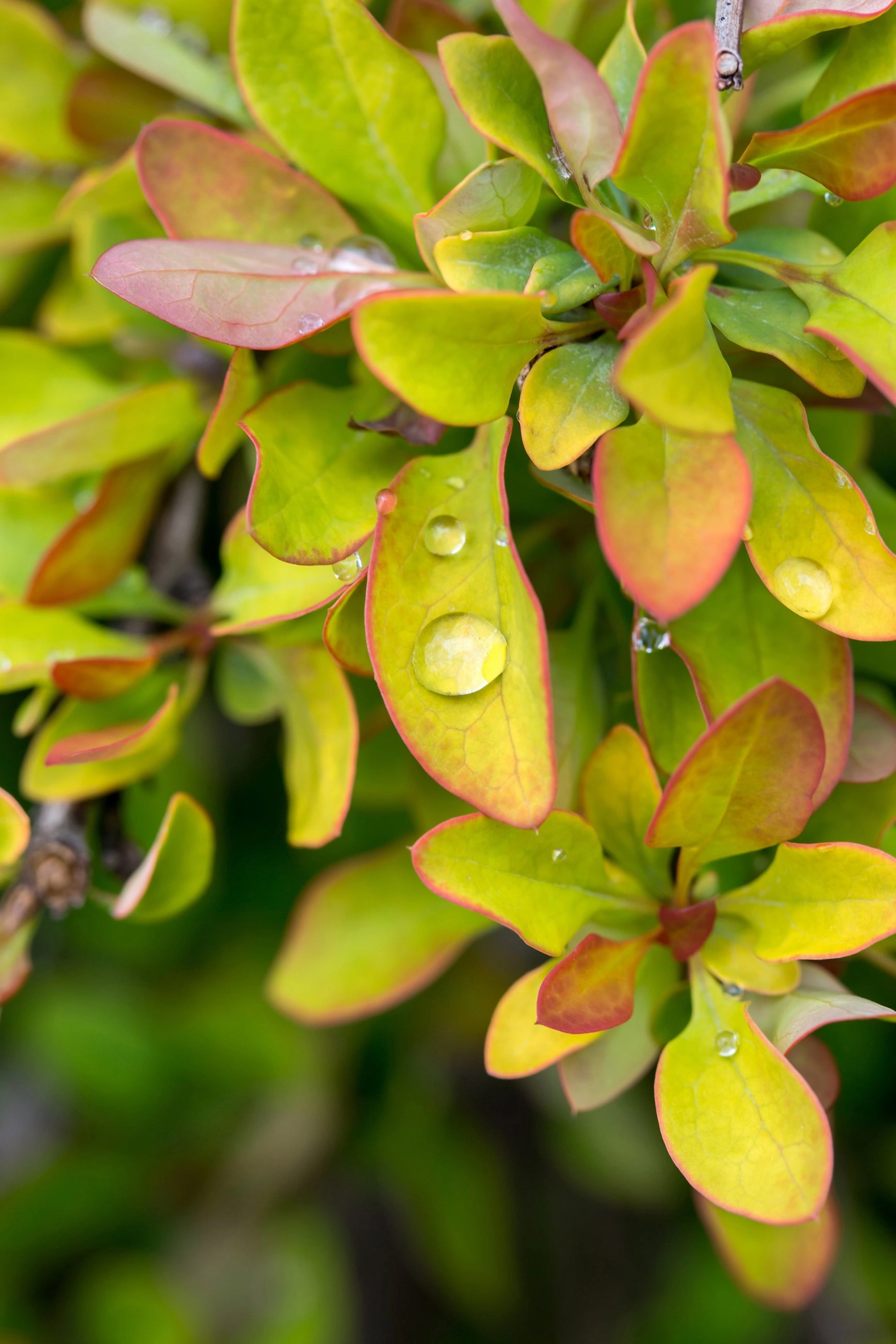Berberis thunbergii 'Limoncello' #2