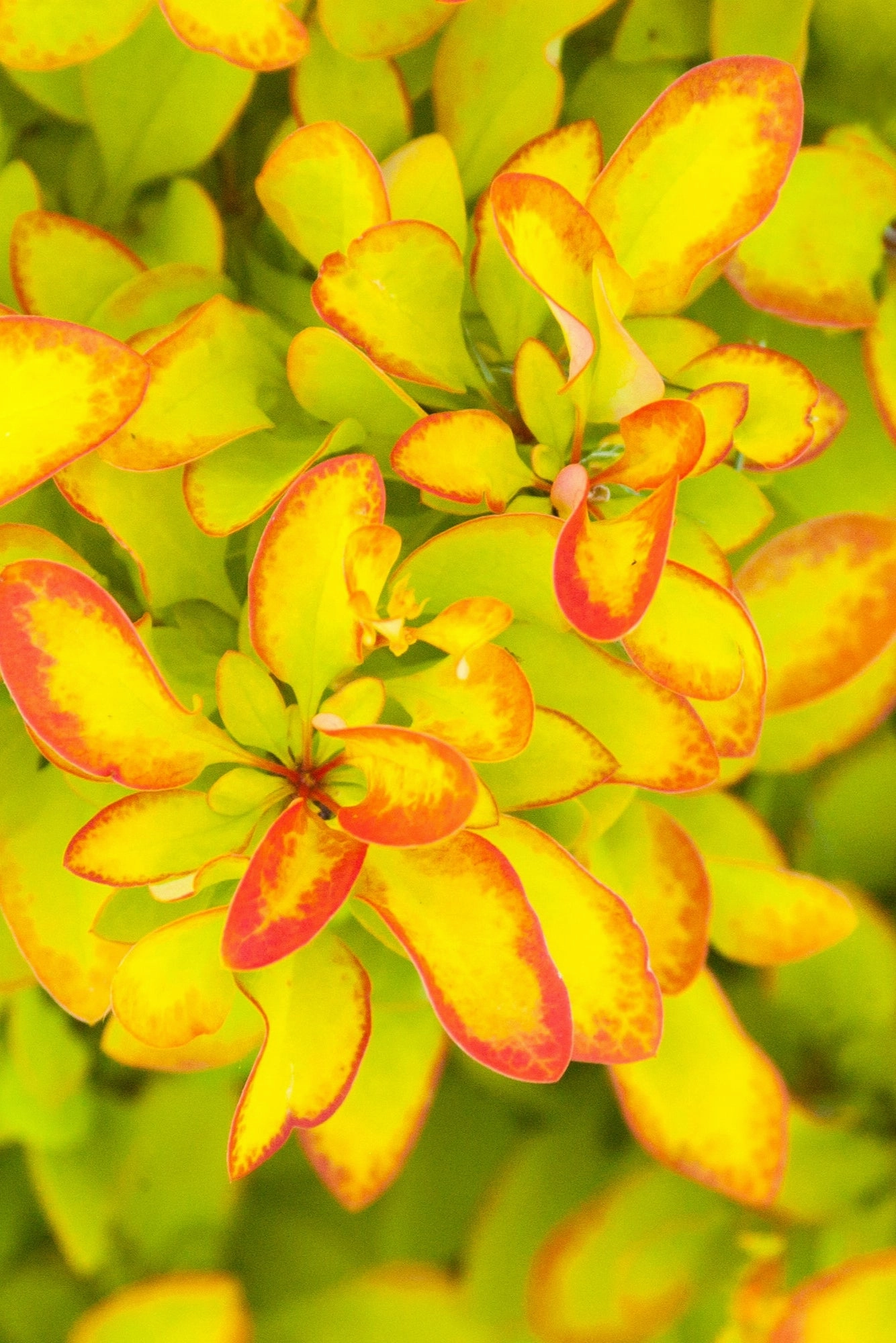 Berberis thunbergii 'Limoncello' #2