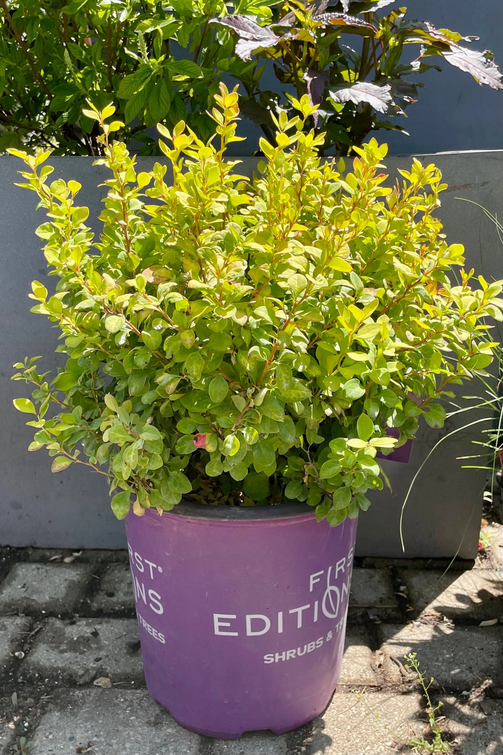 Berberis thunbergii 'Limoncello' #2