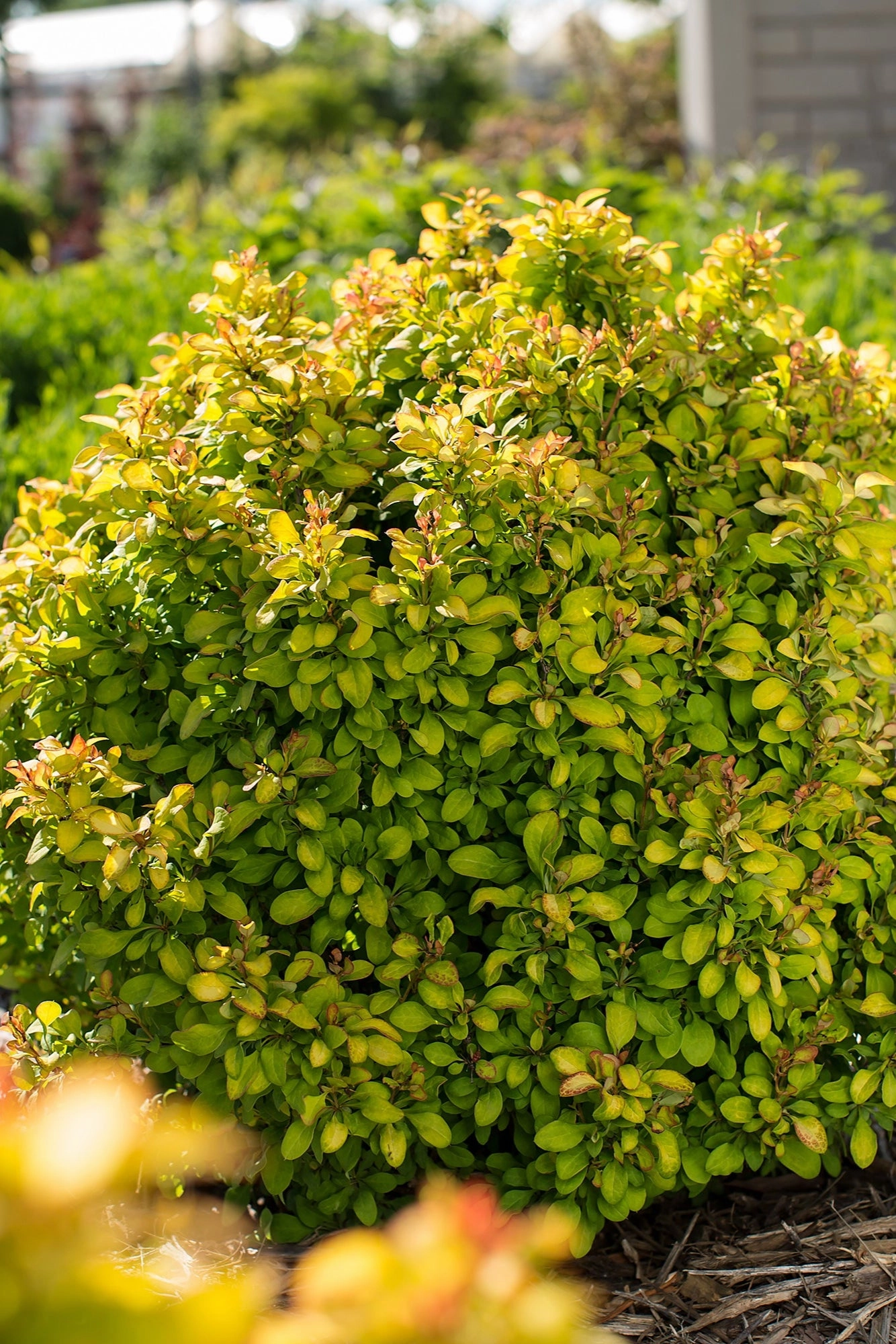 Berberis thunbergii 'Limoncello' #2