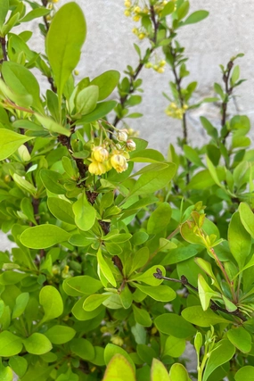 Berberis thunbergii 'Limoncello' #2 decorative flowerpot  