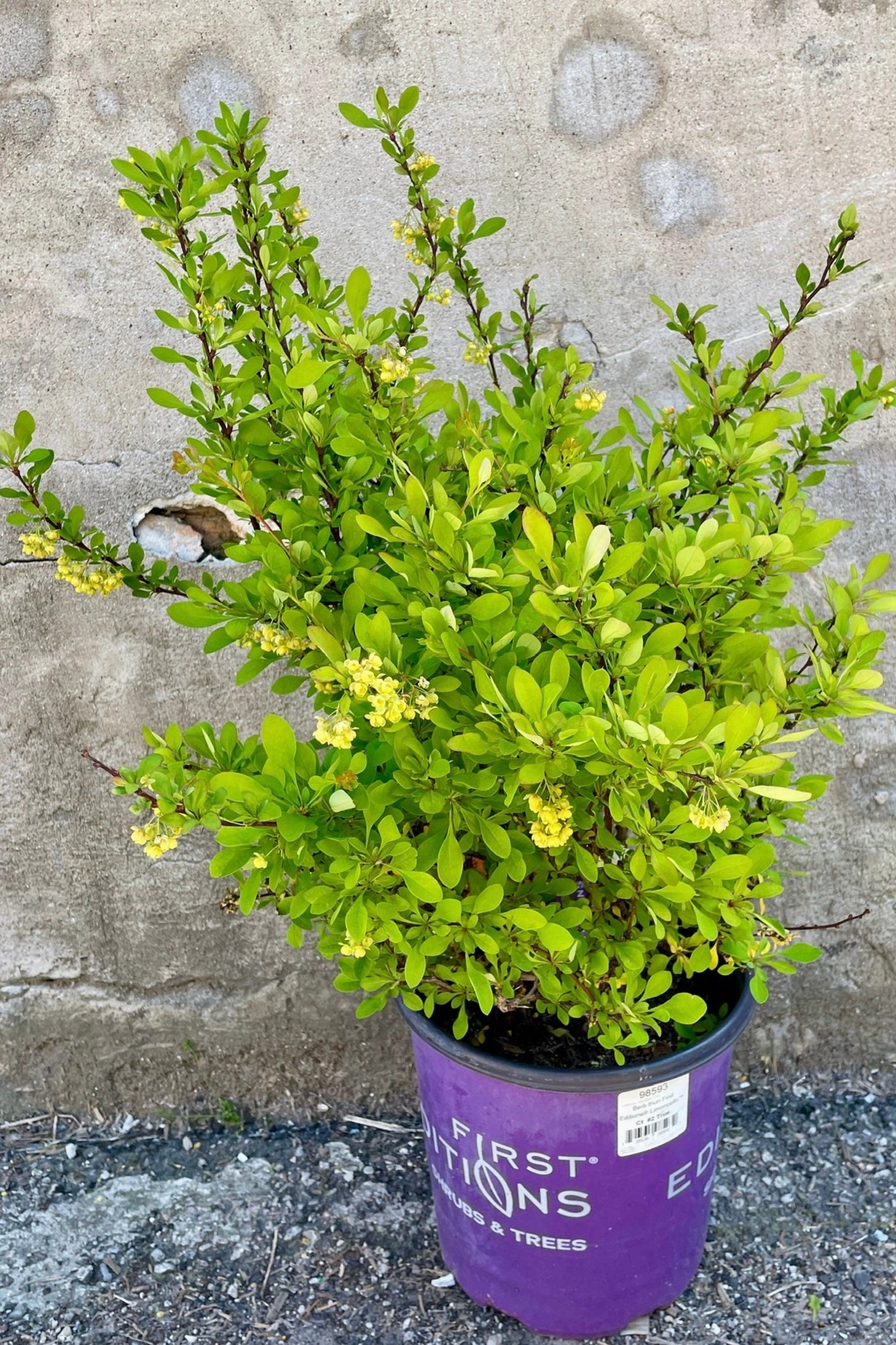 Berberis thunbergii 'Limoncello' #2