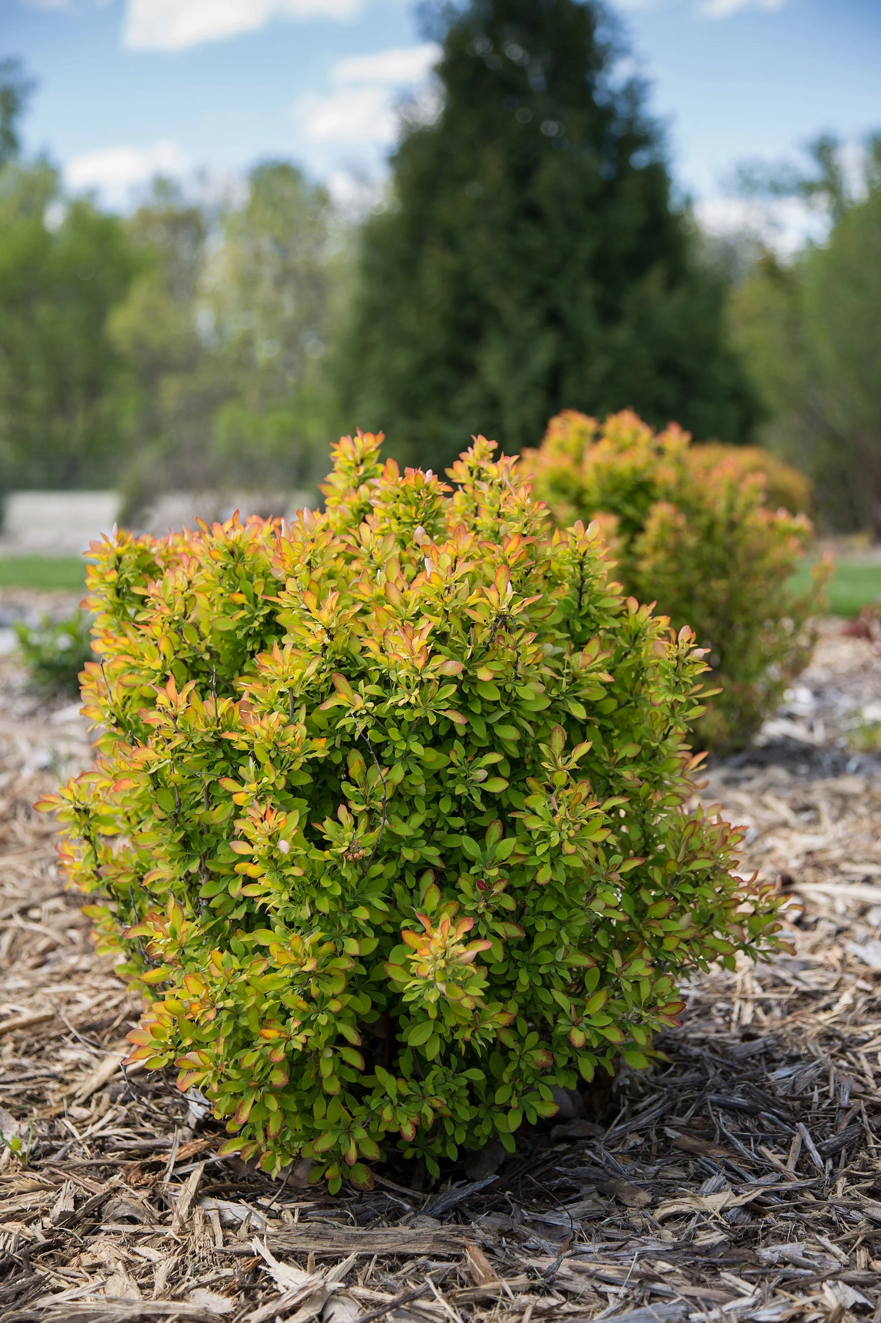 Berberis thunbergii 'Limoncello' #2