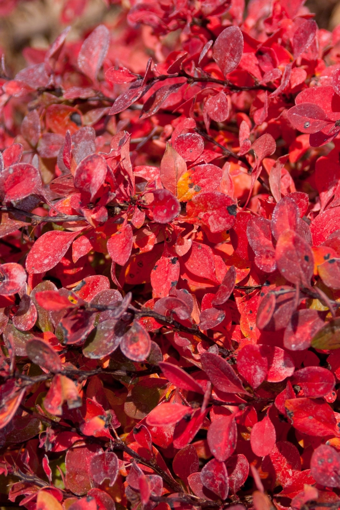 Berberis thunbergii 'Limoncello' #2