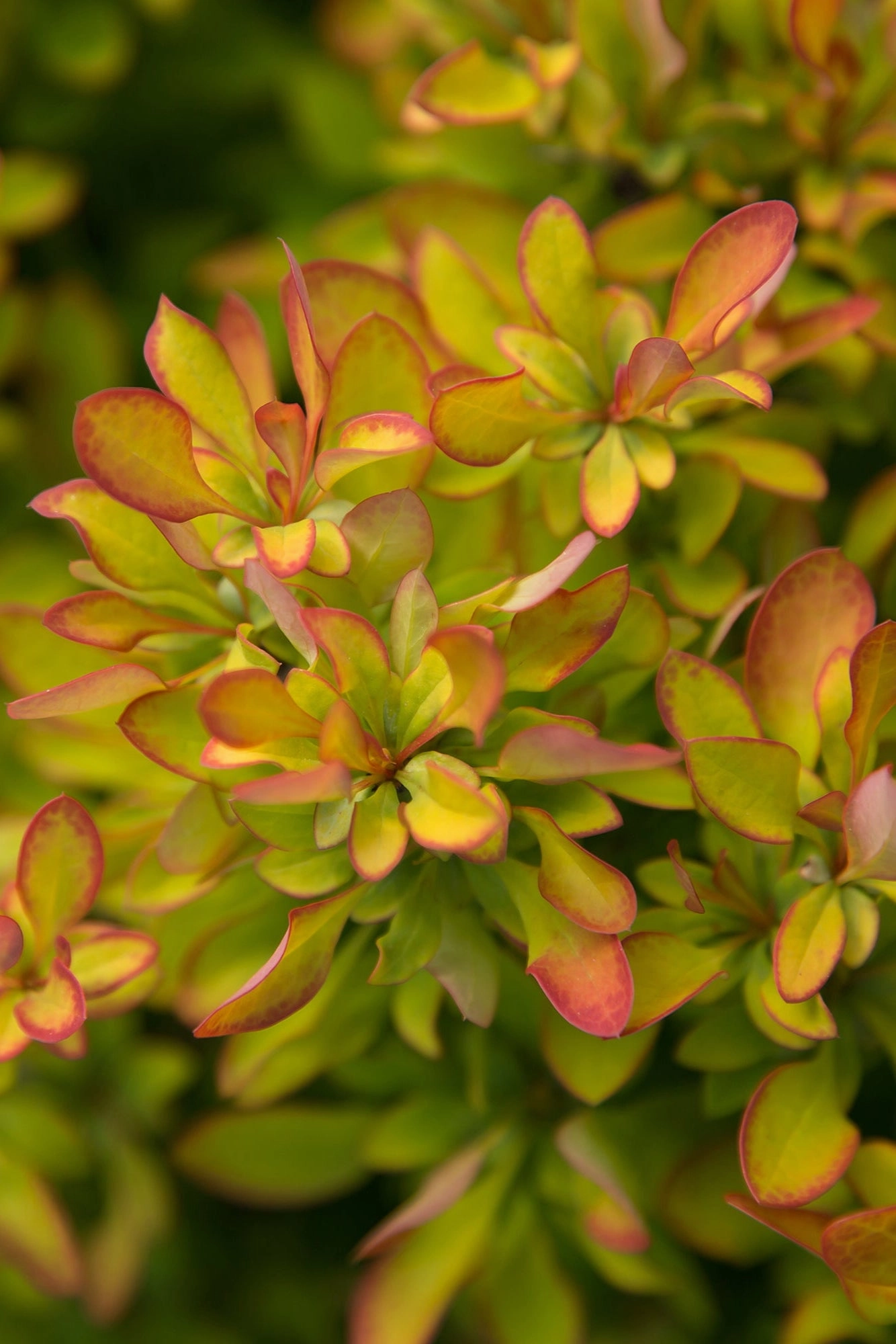 Berberis thunbergii 'Limoncello' #2