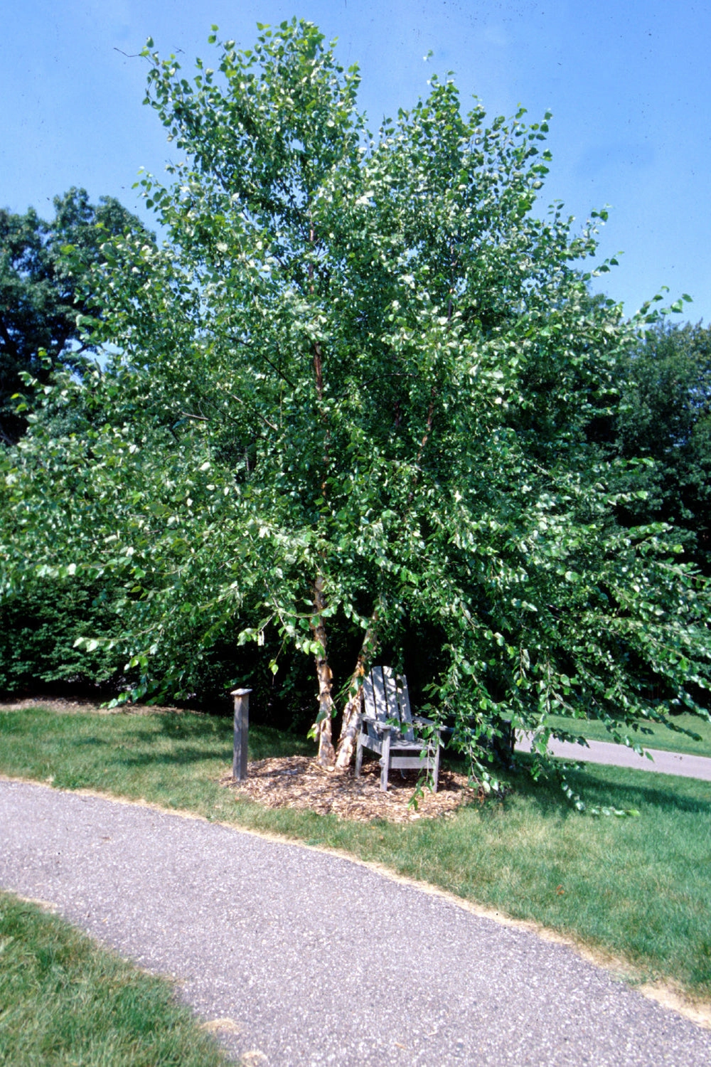 Betula nigra clump #10