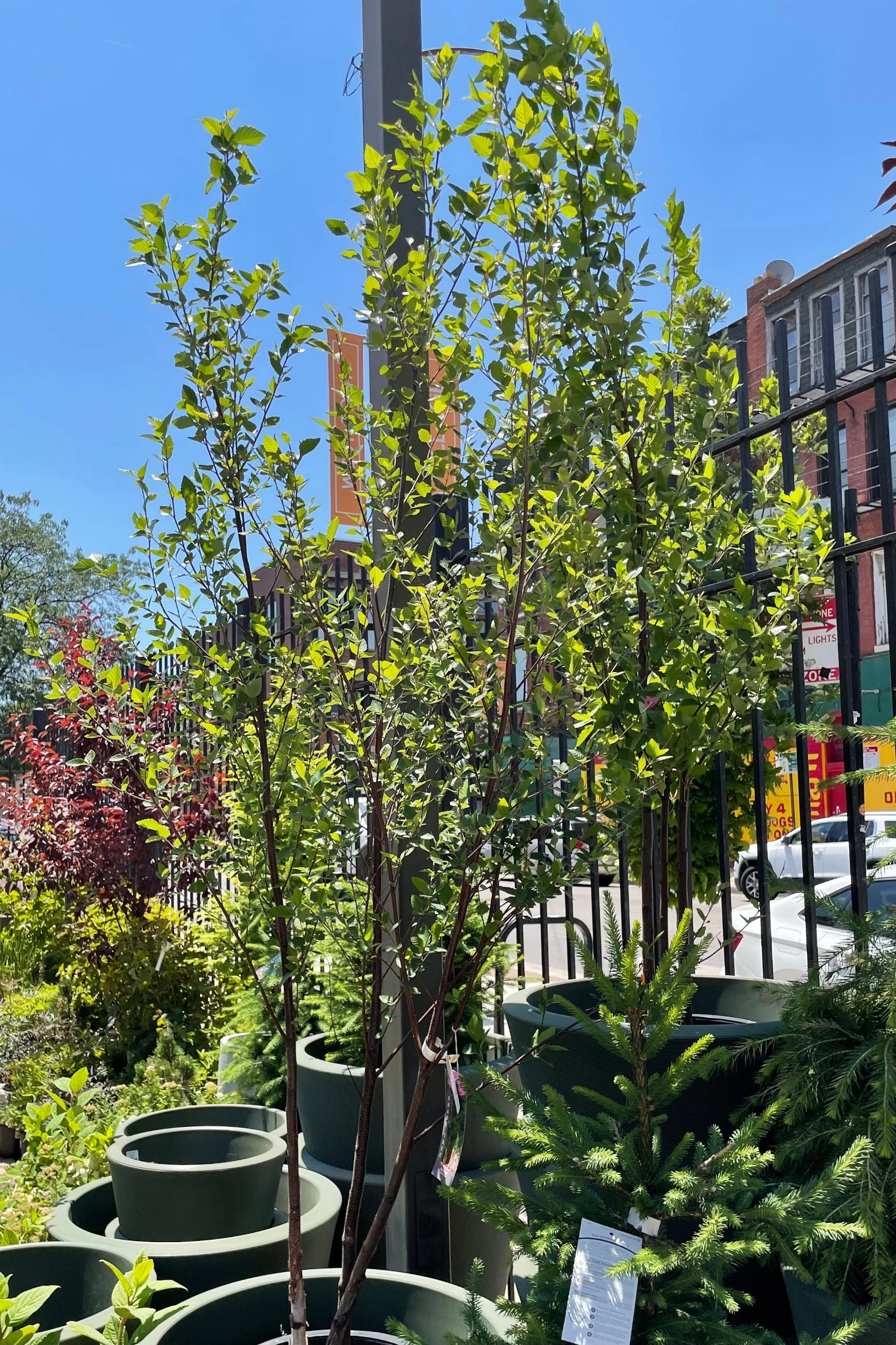 Betula nigra clump #10