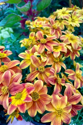 Bidens (Assorted) 4.5" decorative flowerpot  