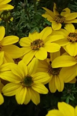 Bidens (Assorted) 4.5"